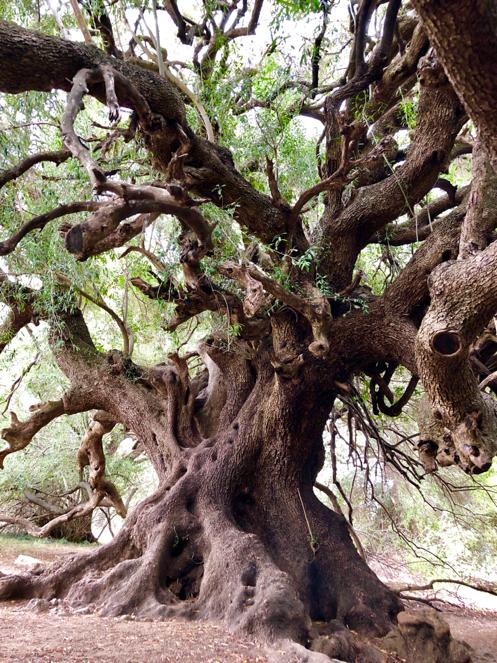 Uriger alter mächtiger Baum
